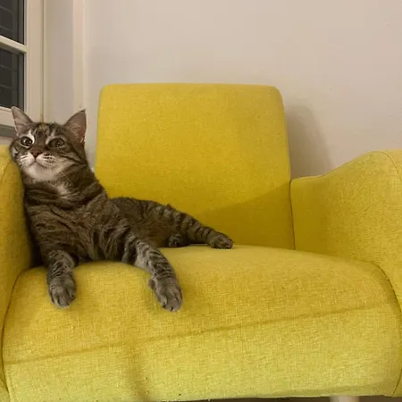 Il Lupo E Il Filosofo * Pontinvrea