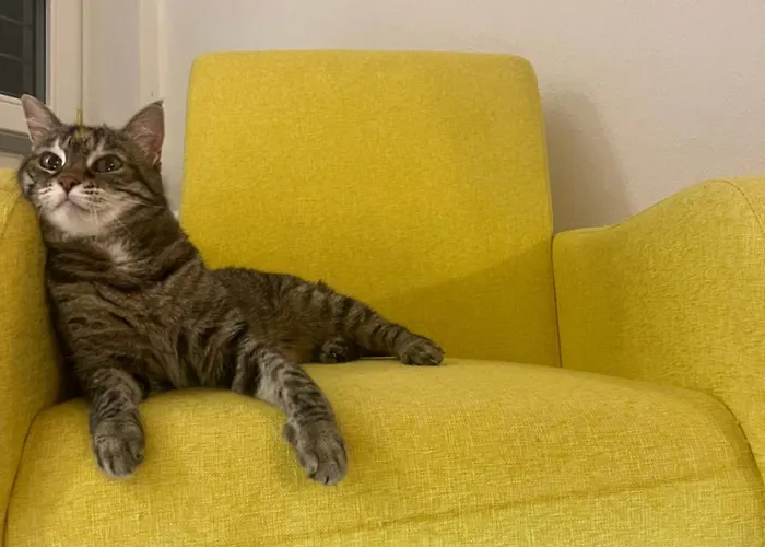 Il Lupo E Il Filosofo * Pontinvrea